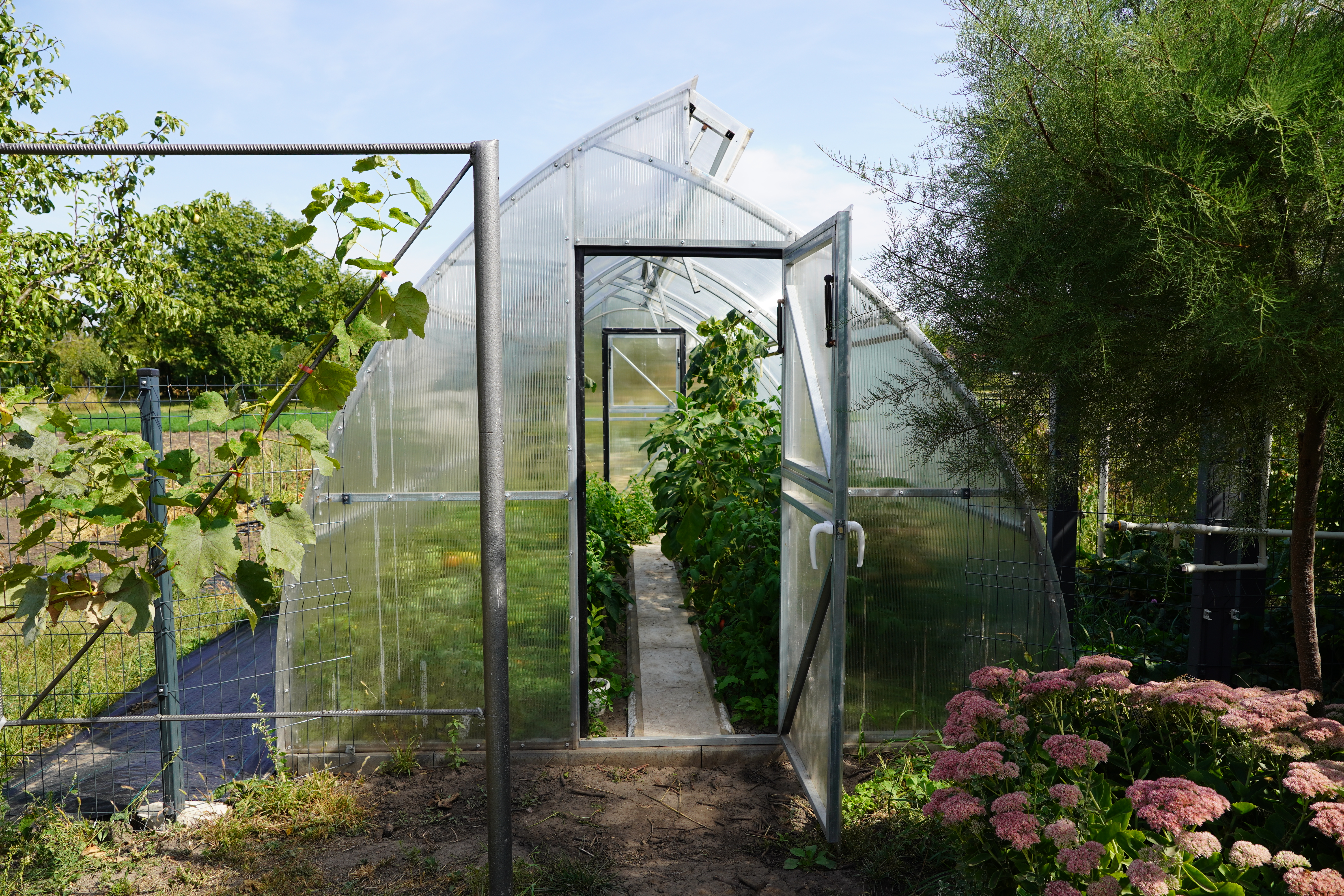a greenhouse
