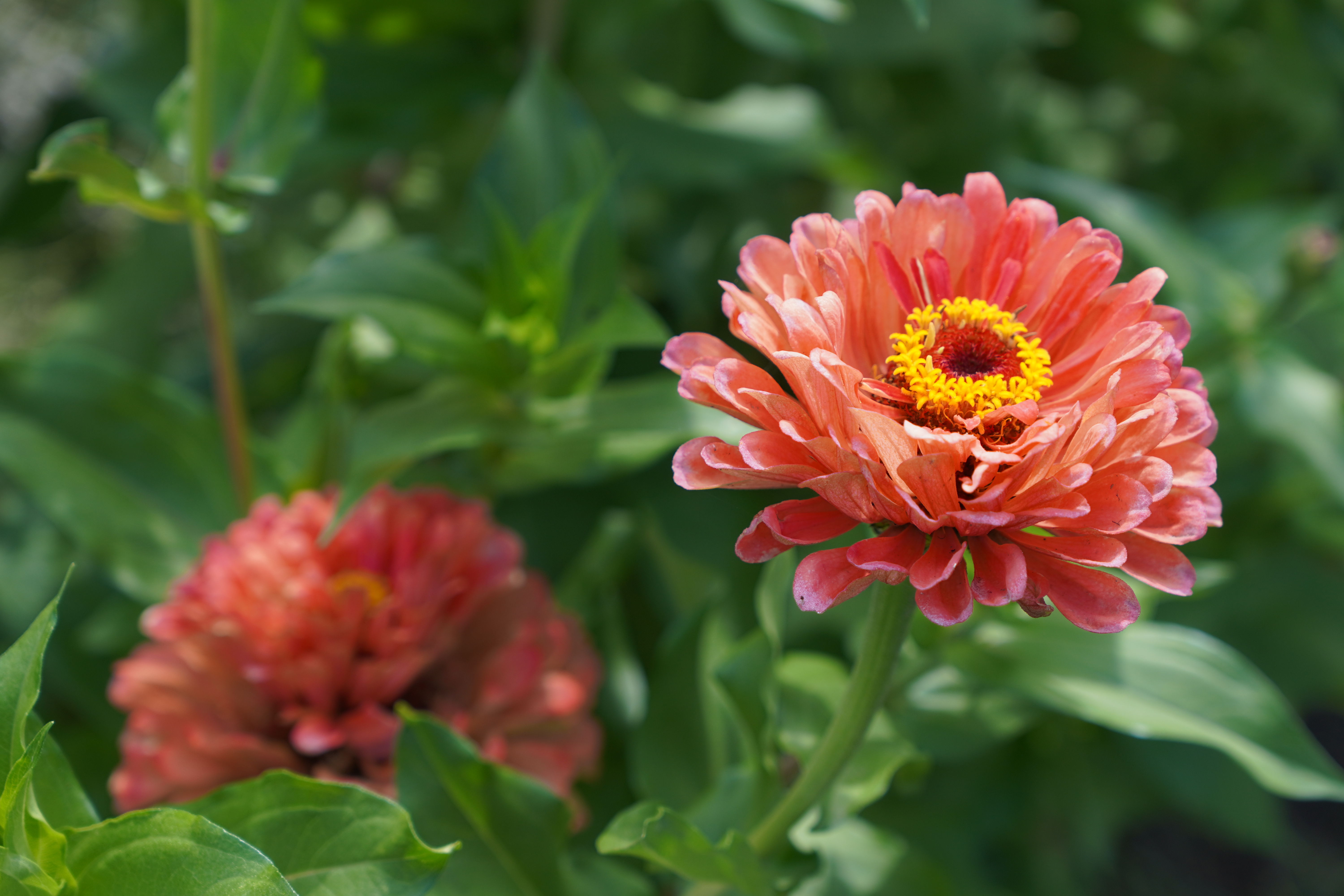 chrysanthemums1